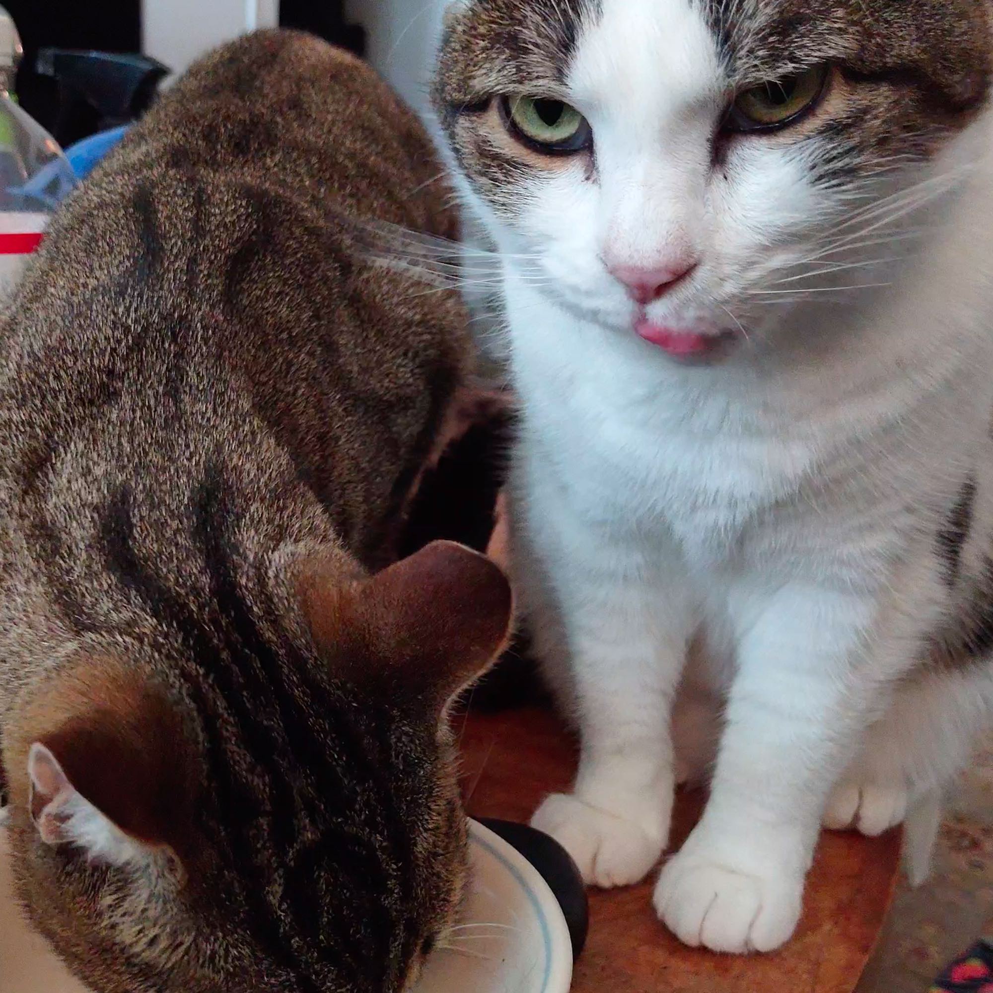 video podcast test because why not